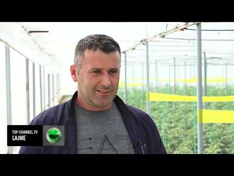 Top Channel/ “Të punojmë tokën tonë”! Emigranti u kthye nga Greqia, pas serave do merret me shpendë