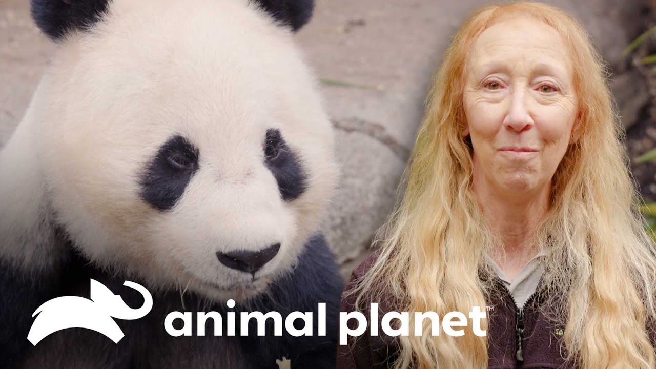 Pandas voltam à China após mais de 10 anos no zoo | O Zoológico de San Diego | Animal Planet Brasil