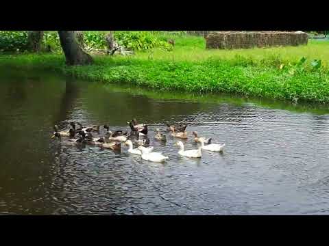 How to Raising Millions of Duck on Rice Field For Meat - Free range Duck Farming Bird And Animal