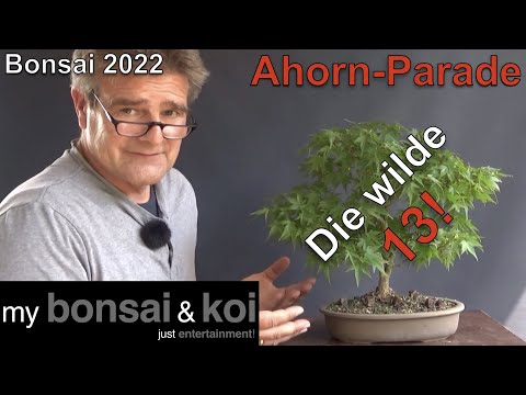 Bonsai 2022-43 - Maple - Acer - Maple Parade - The Wild 13!
