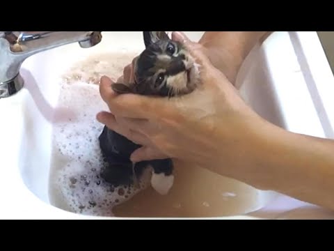 【Tragic】The kitty's bath full of fleas. Yamato's VLOG#23