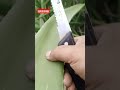 Aloe Vera Satisfying Cutting