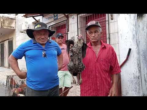NA FEIRA DÁS GALINHAS CAIPIRA LIMOEIRO PERNAMBUCO (29 DE ABRIL DE 2026)