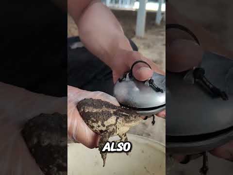 Raising toads has become a profitable business venture #statisfying #farming #agriculture #country
