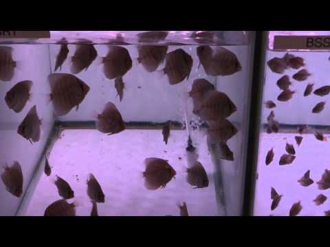Discus Grow Out tanks