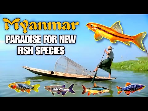Why Myanmar Holds So Many NEW Fish Species! + ROSY Loach AKA 'MANGO' Loach, Care Guide DEEP DIVE!