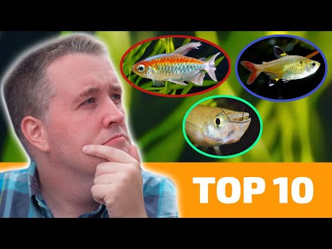 Top 10 Aquarium Fish That LOVE Hard Water