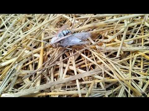 Cicada Killer Wasp Taking a Snack Back to Its Burrow in Neshanic Station, NJ