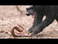 A Honey Badger and Mole Snake Fight to the Death