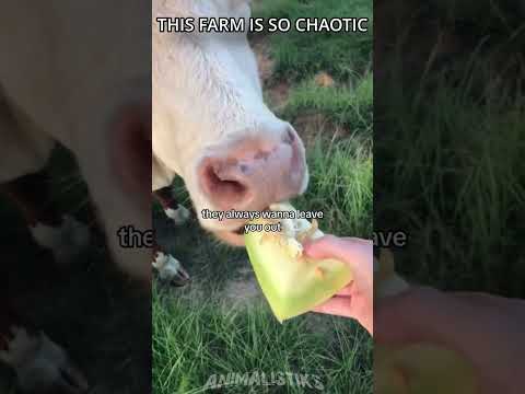 This Farm Is So Chaotic #wholesome #animals