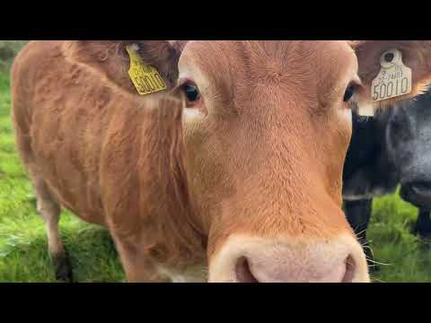 Super Cow-Makers for Balla on Friday night - Image 2