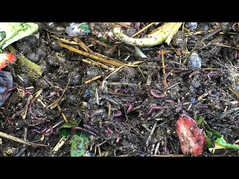 Our DIY Vermicomposting Worm Bin