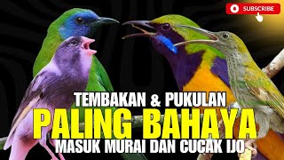 Download lagu MASTERAN PALING DASYAT 2025!! TEMBAKAN KASARAN & JERITAN - JUARA KALAU MATERI INI MASUK KE MURAI mp3