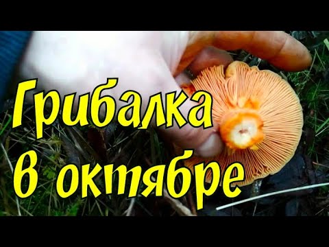 Грибы в октябре