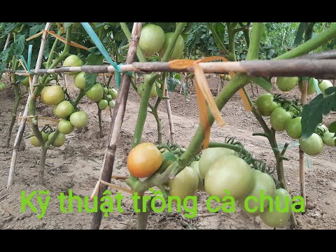 , title : 'Kỹ thuật trồng cà chua'