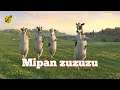 Mipan Zuzu Mipan Zuzuzu Original Video