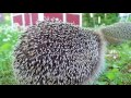 Hedgehog: How spikes work
