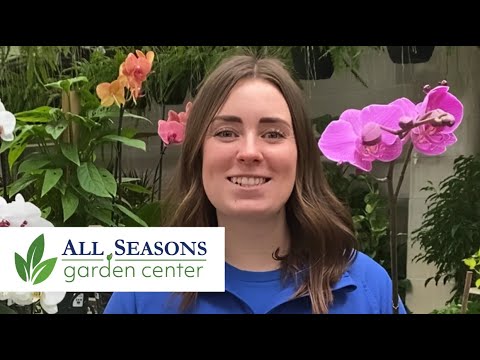 Seena's favorite houseplant.