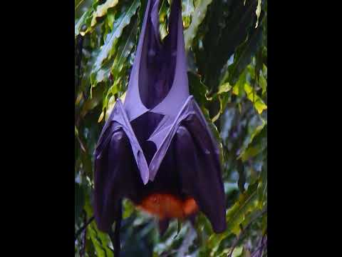 Indian Flying Fox / Great Fruit eating Bat