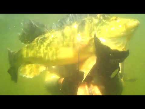 azuláo na câmera lenta água ruim mais sempre dá pra pegar uns