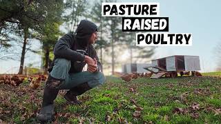 Our Pasture-Raised Egg Chicken Setup