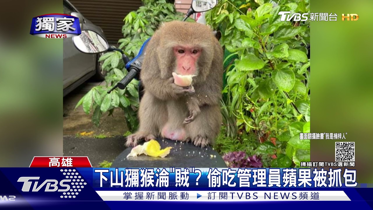 落難潑猴市區流竄!斷臂還遭野狗追 淪偷吃蘋果慘被抓包