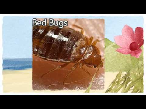 Official Pest Control Rancho Cordova CA 916-226-4836 Bed Bug Control