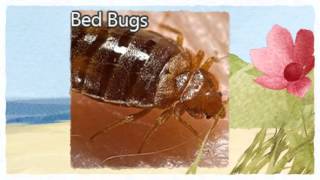 preview picture of video 'Official Pest Control Rancho Cordova CA 916-226-4836 Bed Bug Control'
