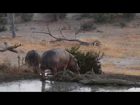 Djuma: Two Hippos leaving pan - 05:48 - 09/05/19