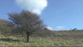 Seasick Steve - Salem Blues (bluepoles edit)