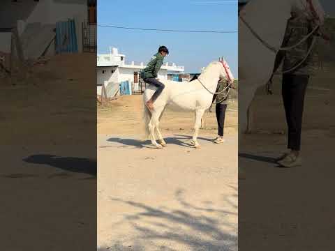 भाई घोड़ी के ऊपर चढ़ने की कोशिश कर रहा था। बाल बाल बच गया आज तो। #smarthorse #horse