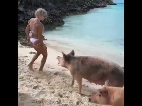 Дикая свинья укусила фитнес-модель Мишель Левин за ягодицу