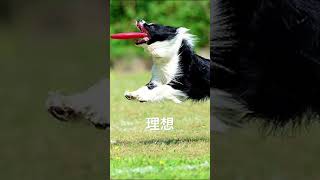 【オレんち。】フリスビーをとるワンコ　理想と現実　#ワンコ #犬　#shorts