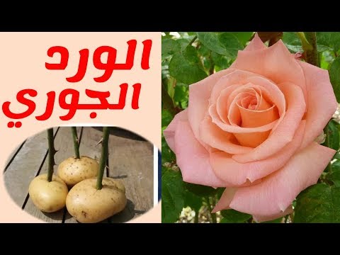 , title : 'زراعة الورد الجوري، كيفية العناية و طريقة زراعة عقل الورد في البطاطس.'