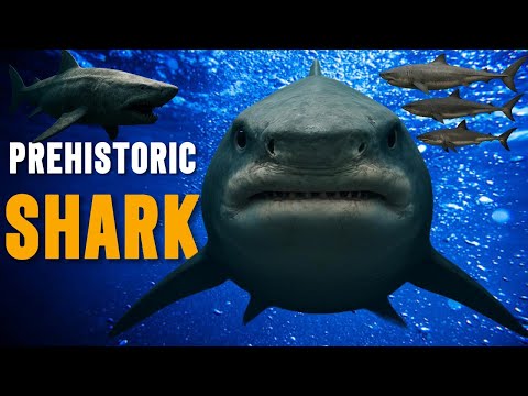 Prehistoric Shark Predators: From Ancient Seas to Megalodon