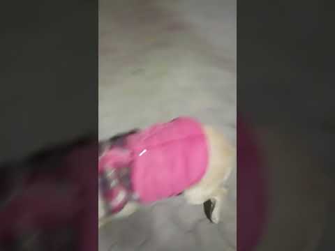 missing dog, pusa road, old rajinder nagar delhi