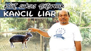 Download lagu Cara Sukses Beternak Kancil Liar ( How to Breeding Wild Kancil ) mp3 Download lagu Cara Sukses Beternak Kancil Liar ( How to Breeding Wild Kancil ) mp3