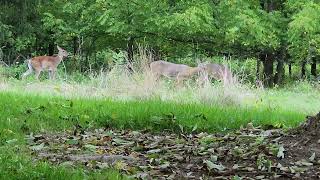Deer Feeding