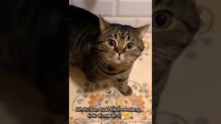 Download lagu ketika kucing bisa ngomong ngrti bahasa manusia mp3 Download lagu ketika kucing bisa ngomong ngrti bahasa manusia mp3