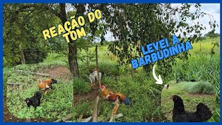 LEVEI A GARNIZÉ mestiça de índio para ROÇA 