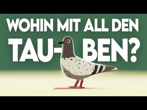 Wohin mit all den Tauben?
