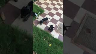 Cockalier Puppies Videos
