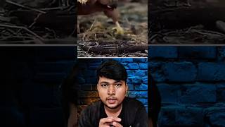 This &#39;Single Bird&#39; BURNT 7 Million Trees Entire Jungle #shorts