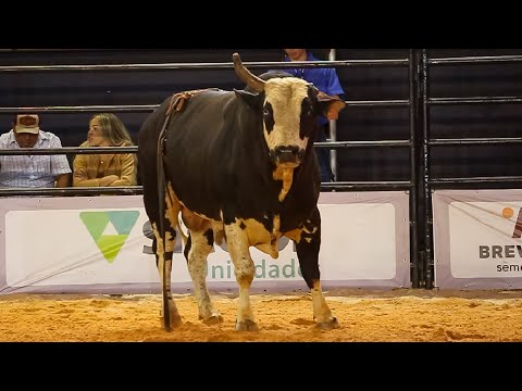 SEMI FINAL in BULLS | RIO VERDE-GO RODEO 2025