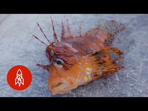 Becoming King of the Lionfish to Save the Ocean