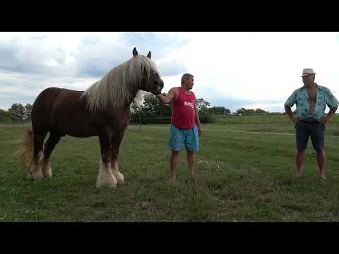 Caii domnului Zaha Nelu ed la Acas, Satu Mare 29 Iulie 2023 Nou!!!