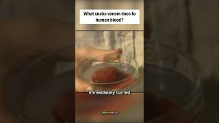 What Snake Venom Does To Your Blood? 🤔