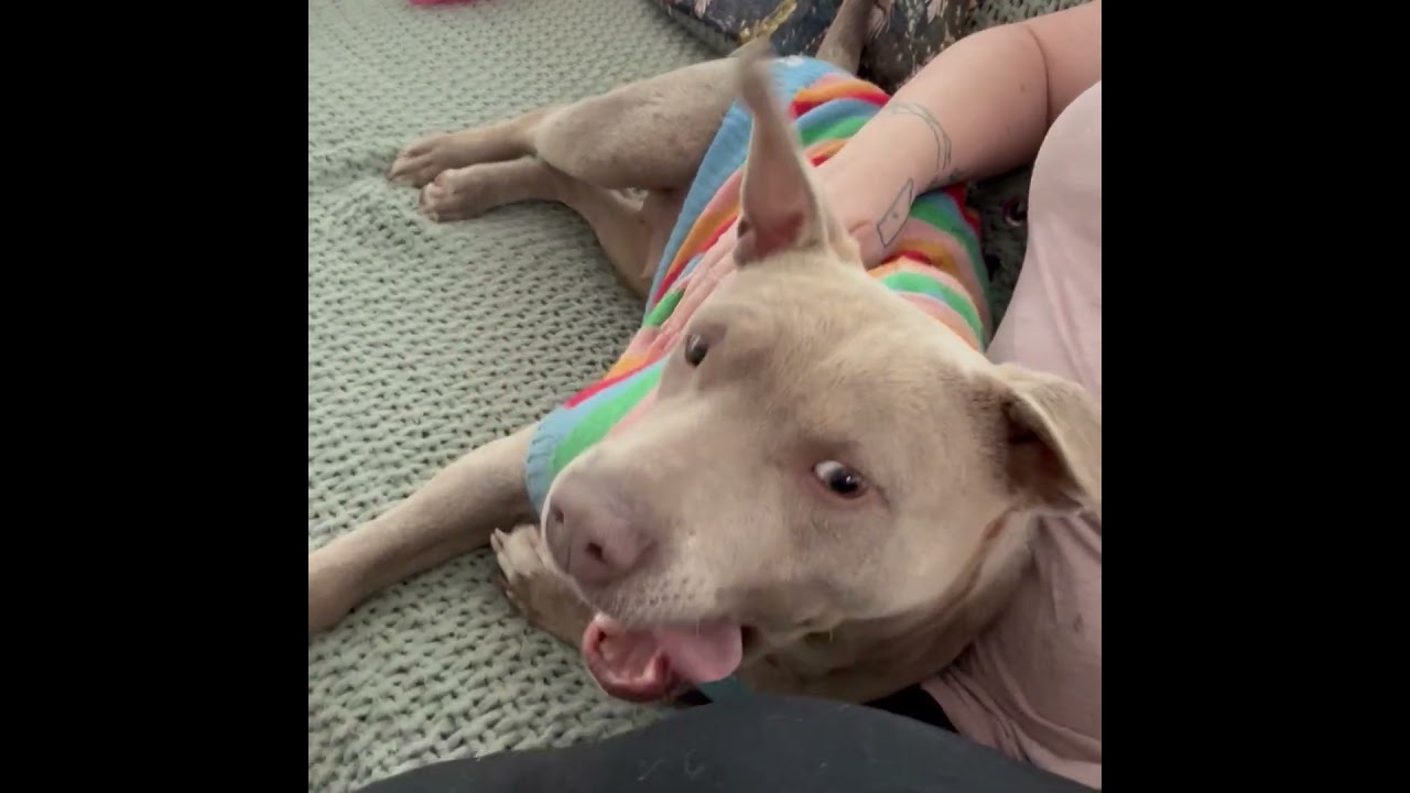 Enlarge Hazel, a Adoptable mixed breed in West Chester, PA video 6/6