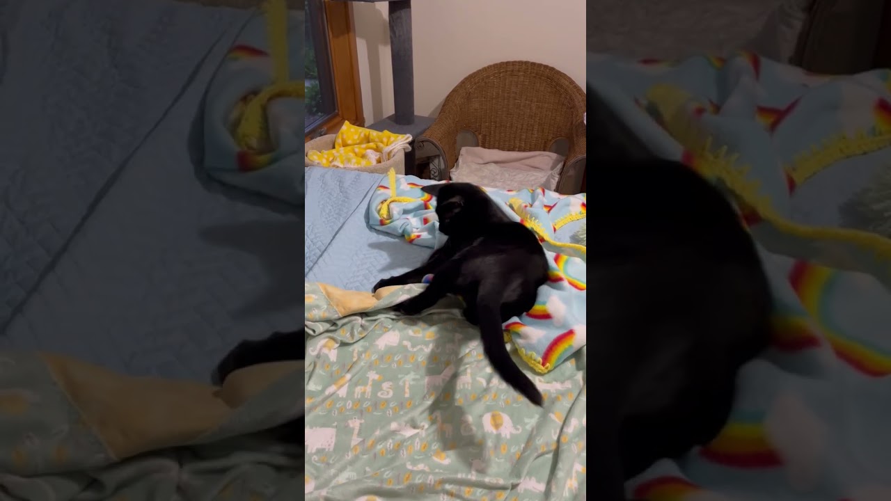 Midnight, a Adoptable Domestic Short Hair in Traverse City, MI video 6/6