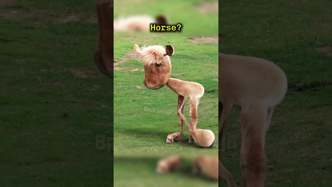 If Kids Animal Drawings Were Real Part 15